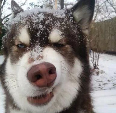 哈士奇為什么是二貨? 帶你詳解“神犬”的逗人智商