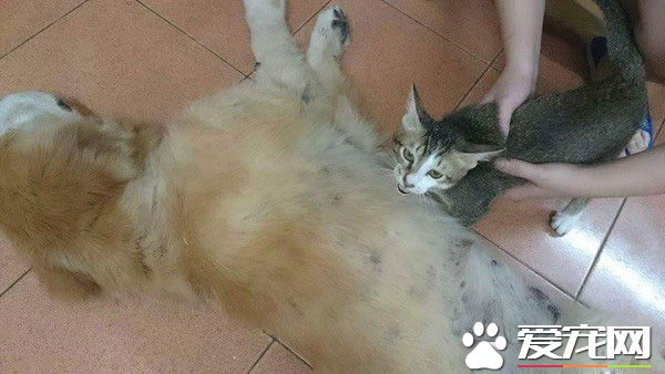 14歲黃金獵犬離世前 喵星人妹妹伸手告別