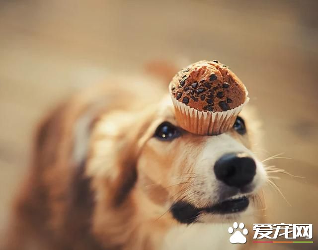 狗飲食禁忌：36種食物不利于狗的健康