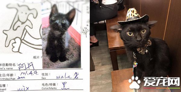 黑貓跟主人買早餐 隔壁阿嬤問：是不是導盲犬？