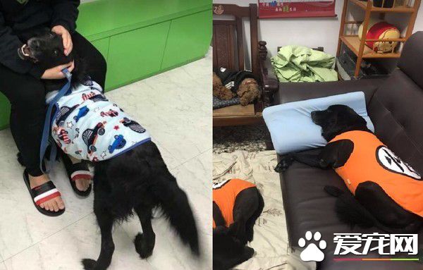 浪浪收編后阿公阿嬤撫養 成貪吃幸福汪