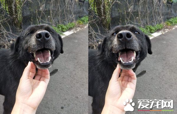 飄惡臭皮膚病浪汪 被救援后大不同千人噴淚!