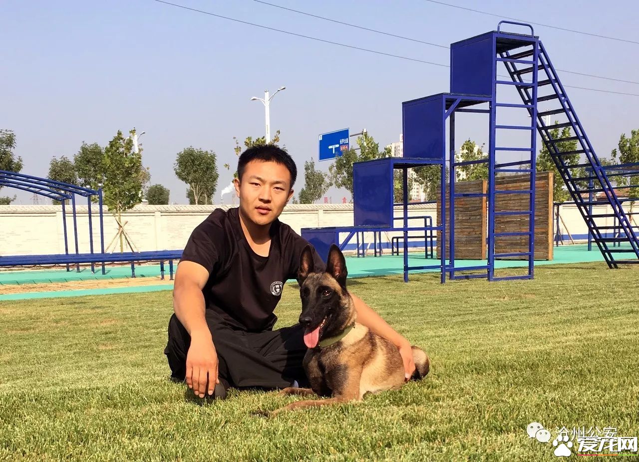 警犬訓導員平日的工作是啥樣的？揭秘和警犬“談戀愛”的人