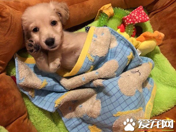 萌狗被罵小壞蛋便會投降 耍賴萌樣讓主人氣消