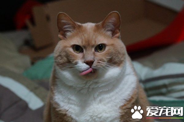 超勵志！慵懶胖貓咪減肥三年 成功變身結實瘦貓
