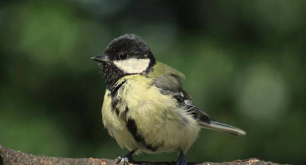 野生黑子鳥有口嗎