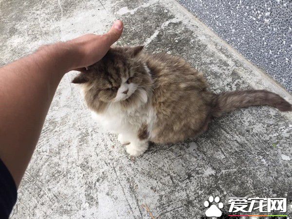 路遇討摸怪盜 還以為要被咬了原是只喵老大