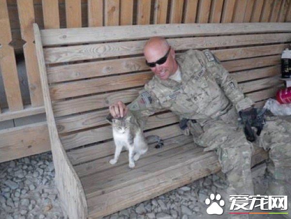 愛貓士兵從阿富汗帶小浪喵回國 收編成愛撒嬌的家貓
