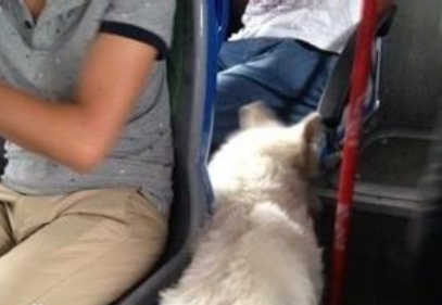 一對老人帶狗上公交遭拒 迫停20分鐘