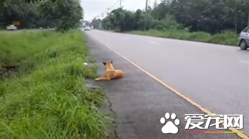 忠犬癡等主人1年 最后卻慘死路邊