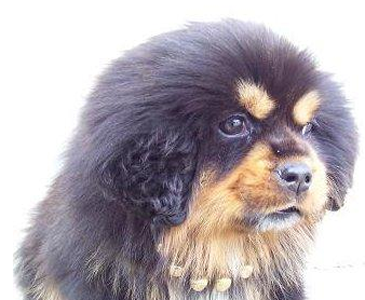 鷹獒在醫院死因不明 飼主上訴向醫院索賠3500萬元