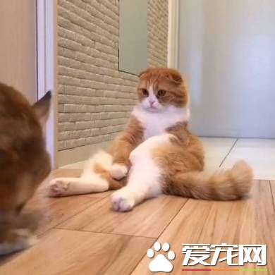 貓兔之友情 貼心貓咪溫柔陪伴兔兔