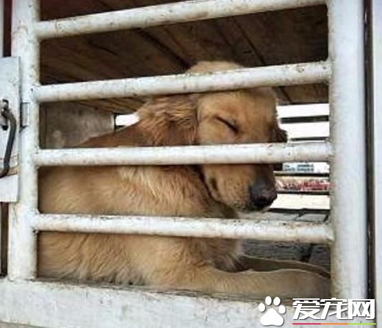 路上偶遇可憐狗狗，進狗肉市場前果斷救下，狗狗竟感恩落淚