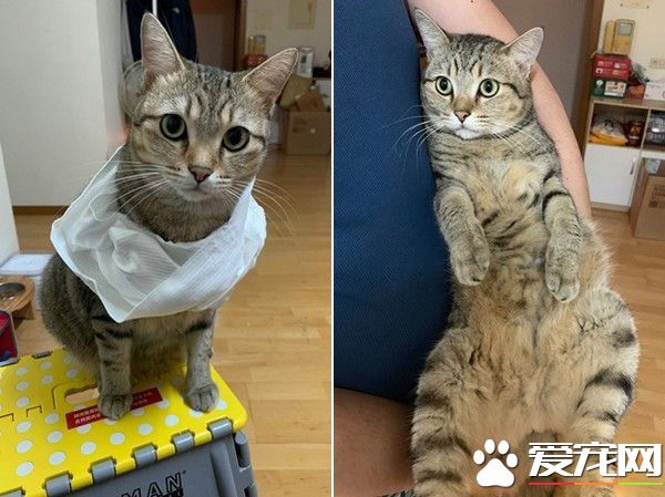 貓咪輕功紙箱上飄 貓奴：想嚇死娘親我嗎