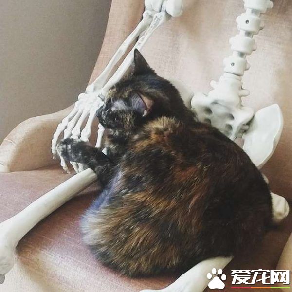 不愧是喵星人！超可愛玳瑁貓和一架骷髏做好朋友