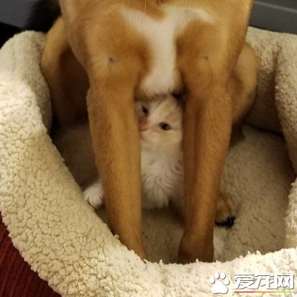 暖心治療犬搭救落難喵 貼心照顧當代理把拔