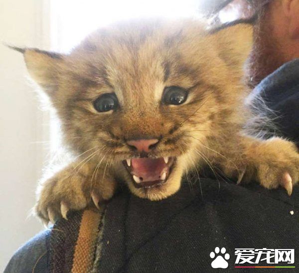 馬修偶遇小貓竟是被丟棄的猞猁  舉手之勞救猞猁命