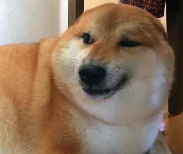 為什么我家柴犬怎么吃都不胖 這三個原因告訴你柴犬為什么不胖