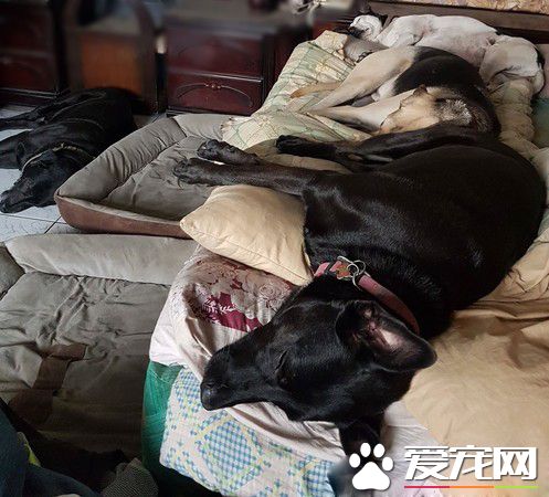 黑汪遭退養3次 重新回到主人身邊備受疼愛