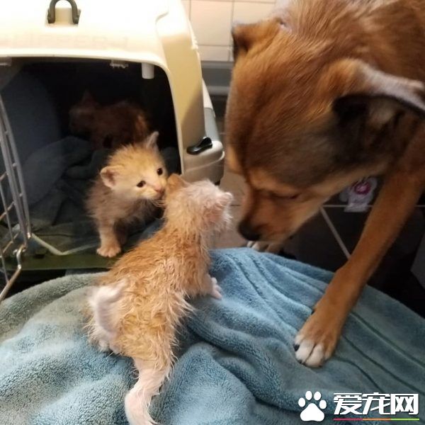 暖心治療犬搭救落難喵 貼心照顧當代理把拔