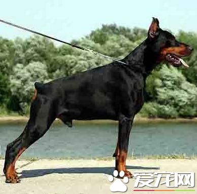 狗狗智商排行榜，你家狗狗排第幾？