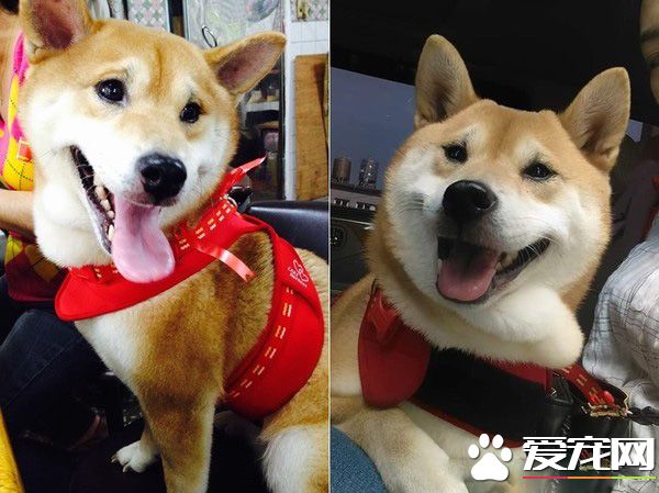 貪吃汪星人超乖巧 下巴靠在桌上癡癡凝望小饅頭