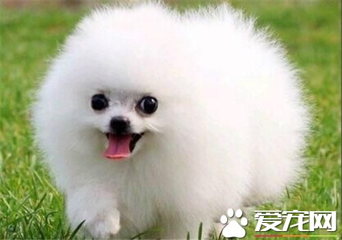 長不大的寵物狗