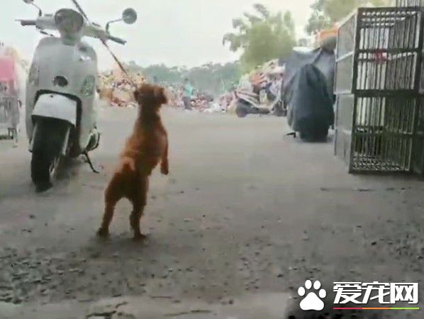 貴賓犬因主人家有新生兒 陪伴8年被棄養