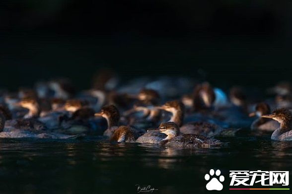 大自然總是驚人的 安親班園長鴨媽媽獨帶眾多小鴨