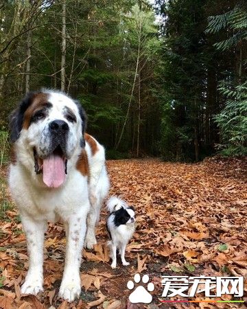 根本寵物界白馬王子！圣伯納甘愿當蝴蝶犬的馱獸