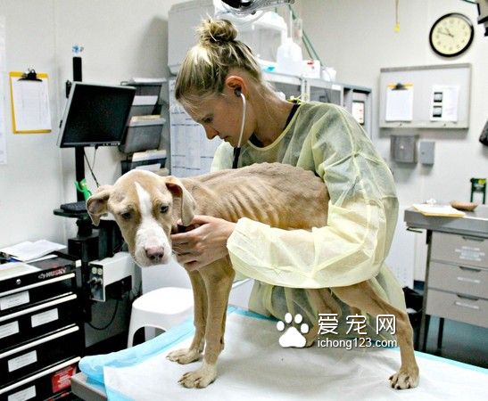 枯瘦如柴的流浪狗被救助 讓人心疼