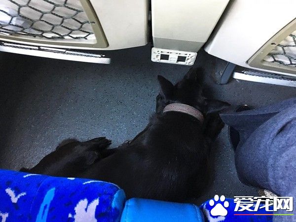黑狗自己搭客運跑到臺北 幸遇熱心老師護送回家