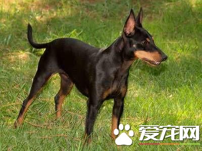 狗狗智商排行榜，你家狗狗排第幾？