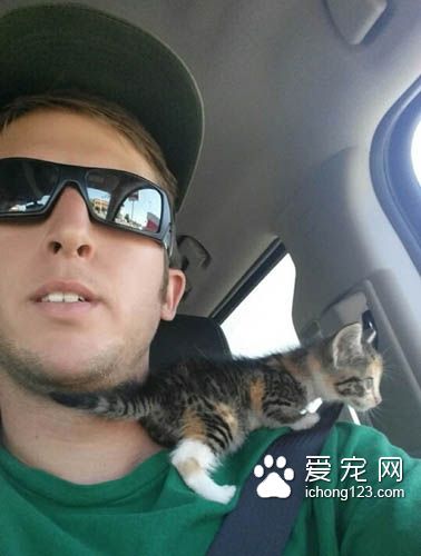 為了熟睡的小貓咪，男子寧愿停車等待一小時