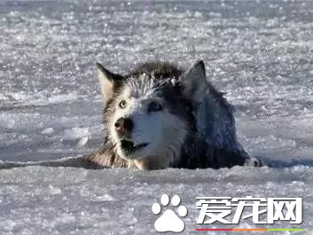 周一新聞！加拿大大火 <a href=/ target=_blank class=infotextkey>寵物</a>是他們帶走的唯一財產