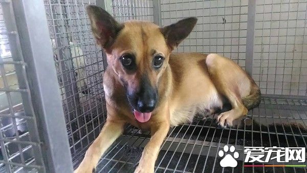 環保局違法運送懷孕棄養犬 下回不幫這個忙