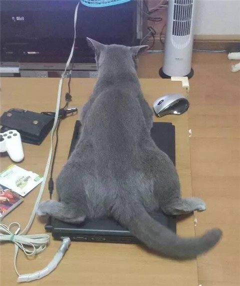 霸道喵星人
