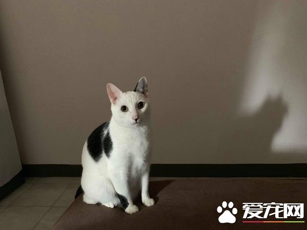 貓大盜被當場抓包 超級逗趣的現行犯模樣