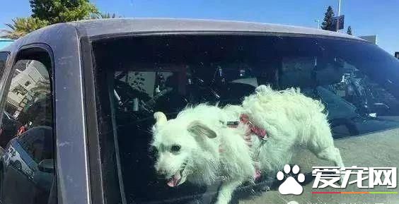 寵物狗陽臺死亡？背后原因是許多鏟屎官都會犯的錯誤