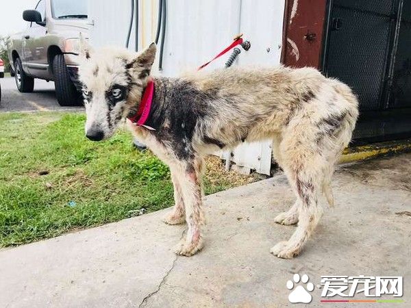 排上安樂死名單的哈士奇 被獲救后變身美麗天鵝