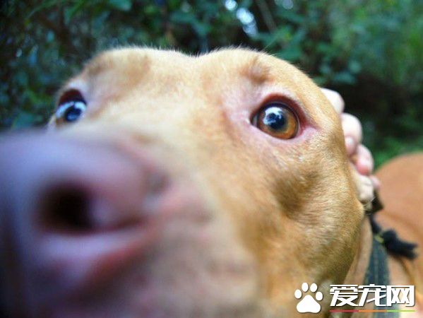 基隆比特犬安置收容所 動保員接觸發現非常親人