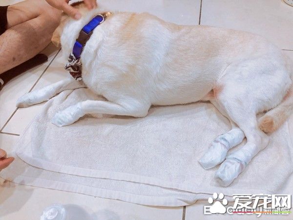 大雨激發的創 小布穿上包貨很強的媽媽牌雨衣