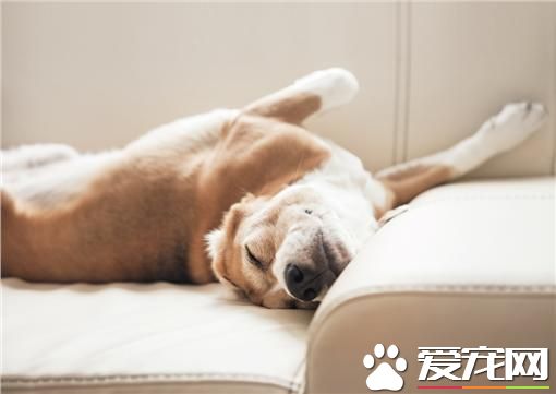 寵物就是家人 公司體貼員工暖心推寵物喪假