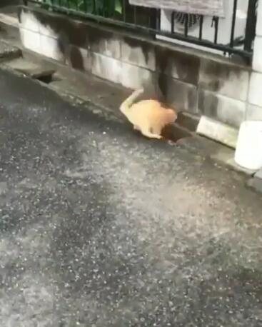 兩橘貓隔著水溝玩游戲 超有趣互動被全程錄下