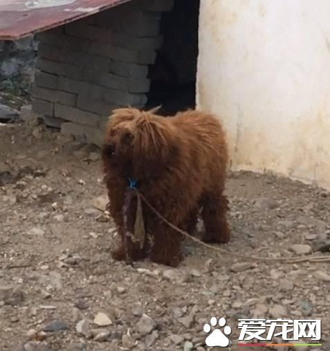 主人硬生生把泰迪養成了古牧，網友：這是我見過混的最差的泰迪！
