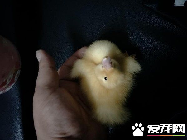 超萌浪浪小黃鴨 在街頭幸福被收編打包