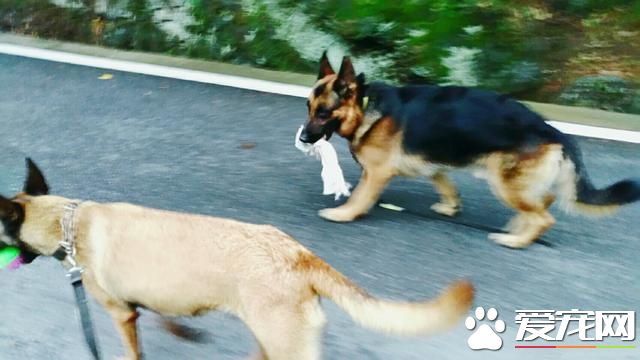 警犬很辛苦？和<a href=/ target=_blank class=infotextkey>寵物</a><a href=/zhonglei/gou/ target=_blank class=infotextkey>狗</a>一比，警犬待遇不比王思聰愛犬王可可差！