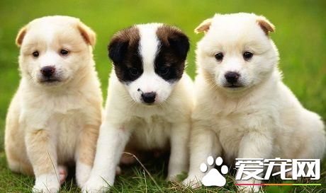 怎么樣簡單喂養寵物狗