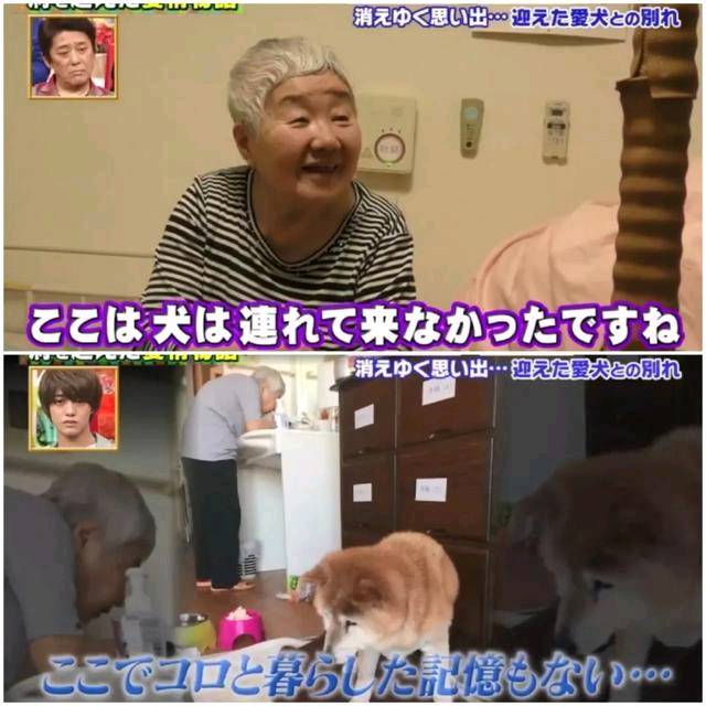 狗狗和主人都換上了老年癡呆 多年后的重逢 還會認得彼此嗎？