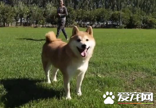 4歲柴犬寄養一千多天 法院拍賣意外走紅